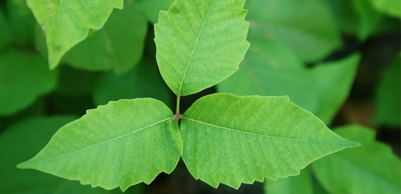 Poison Ivy.jpg